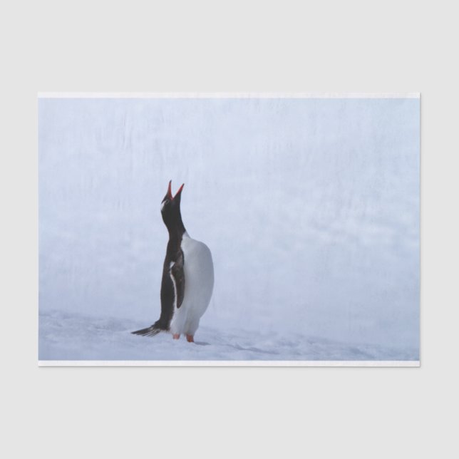 Papel De Seda Pinguim Gentoo (Frente )