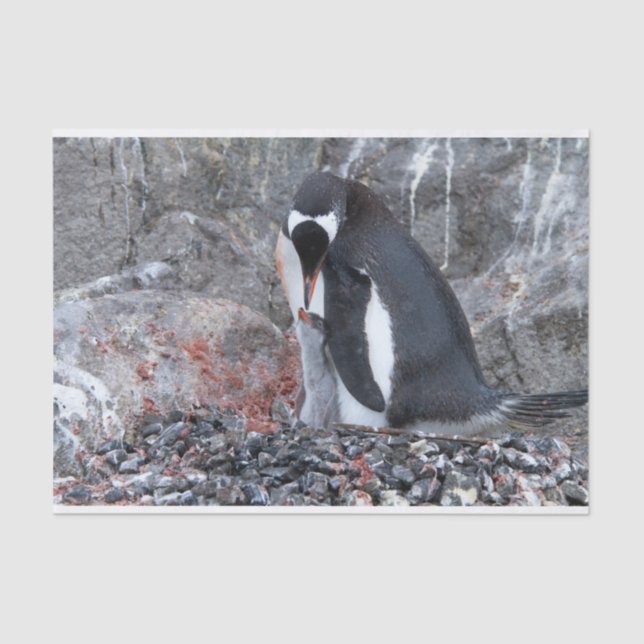 Papel De Seda Pinguin com um pintinho (Frente )