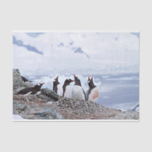 Papel De Seda Pinguins na Antártica