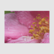 Pink Camellia Flower Stamens