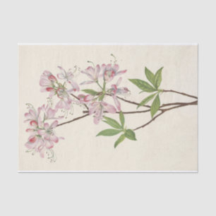 Papel De Seda Pinkshell Azalea por Mary Vaux Walcott