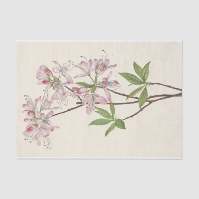 Papel De Seda Pinkshell Azalea por Mary Vaux Walcott (Frente )
