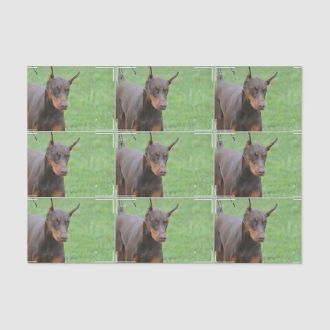 Papel De Seda Pinscher do Doberman (Frente )