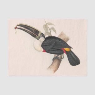 Papel De Seda Pintura Antiquada de Pássaros Toucanos