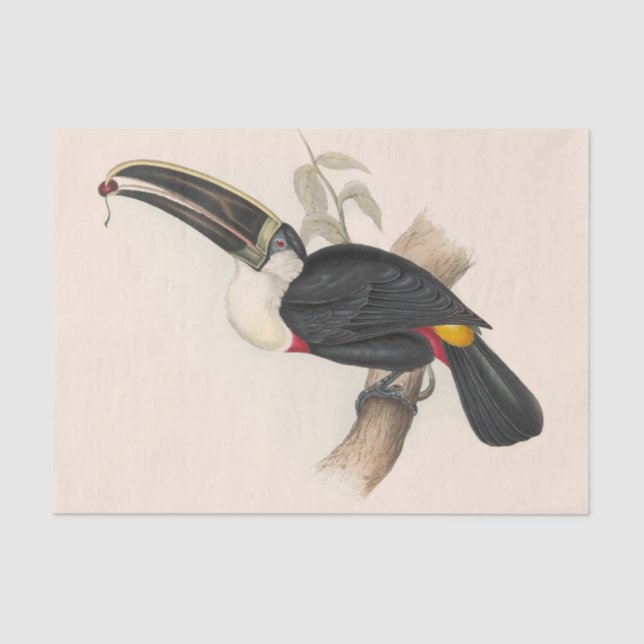 Papel De Seda Pintura Antiquada de Pássaros Toucanos (Frente )
