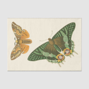 Papel De Seda Pintura de Borboleta Ligeiramente Bordada