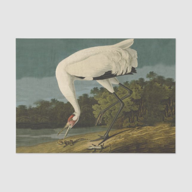 Papel De Seda Pintura de pássaros Audubon Crane Whoping (Frente )