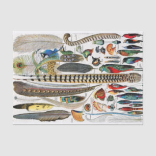 Papel De Seda Placas