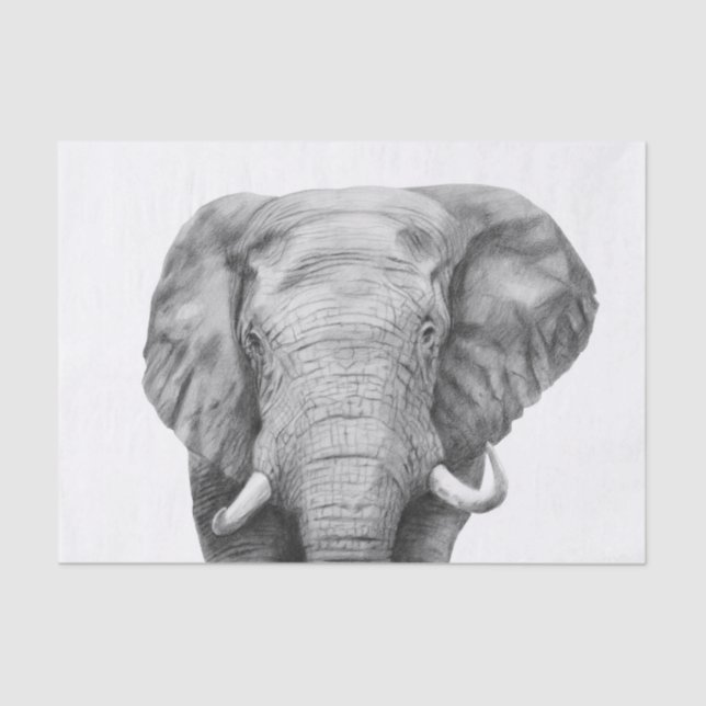 Papel De Seda Plano de backup IV (Frente )