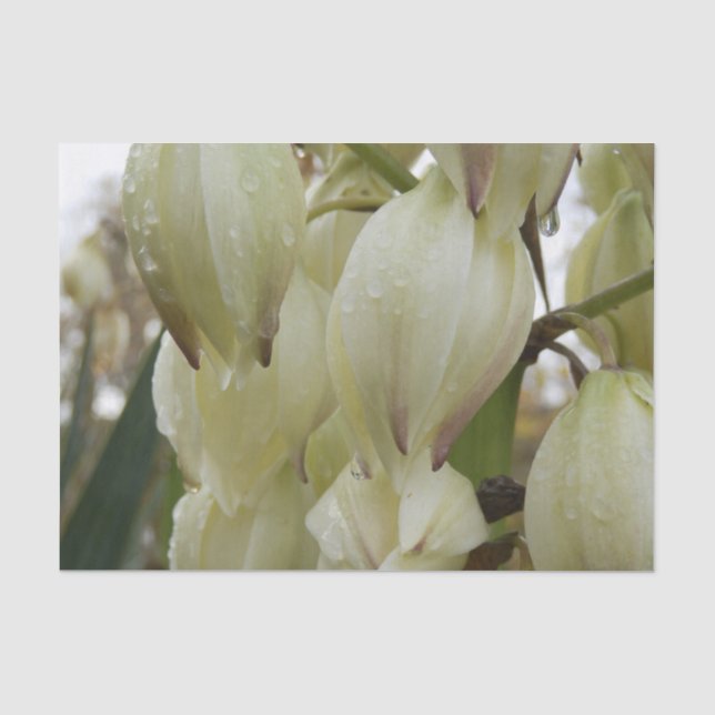Papel De Seda Planta de Yuca  (Frente )