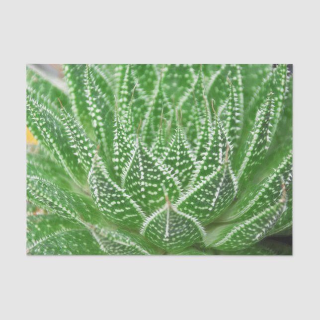 Papel De Seda Planta Suculenta de Cacto Verde Decoupage Botânico (Frente )