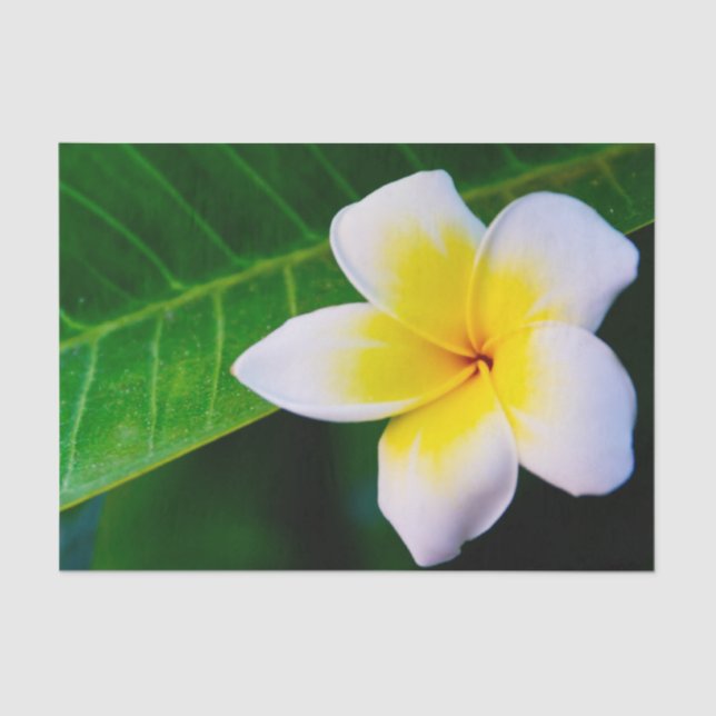 Papel De Seda plumeria (Frente )
