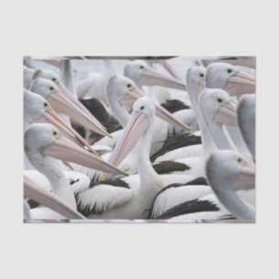 Papel De Seda Pod dos Pelicanos