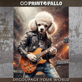 Papel De Seda Poodle Rocky toca guitarra em concerto -