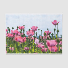 Papel De Seda Poppies Rosa