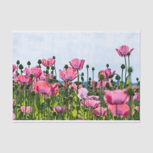 Papel De Seda Poppies Rosa (Frente )