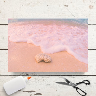 Papel De Seda Praia Relaxante Com Conchas Cayman Islands
