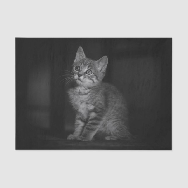 Papel De Seda Precioso Kitten (Frente )