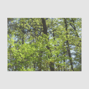 Papel De Seda Primavera Maple Deixa a natureza