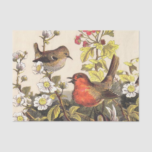 Papel De Seda Primavera Robin Birds Red Birds (Frente )
