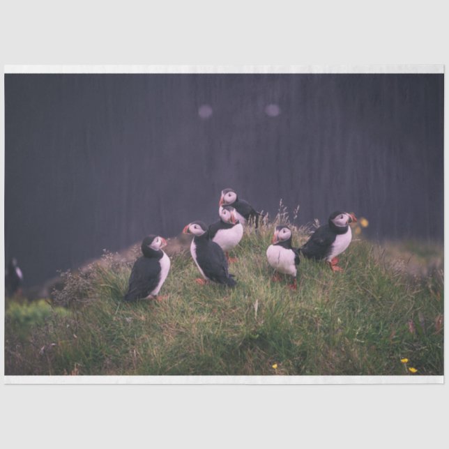 Papel De Seda Puffins Atlântico (Frente )