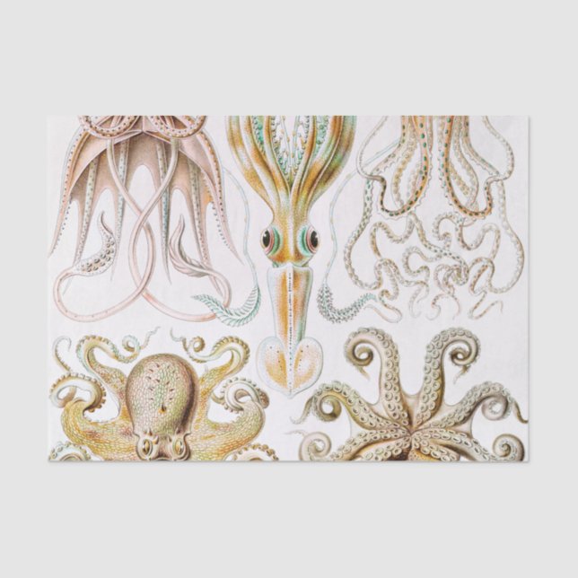 Papel De Seda Pula de Octopus, Gamochonia por Ernst Haeckel (Frente )