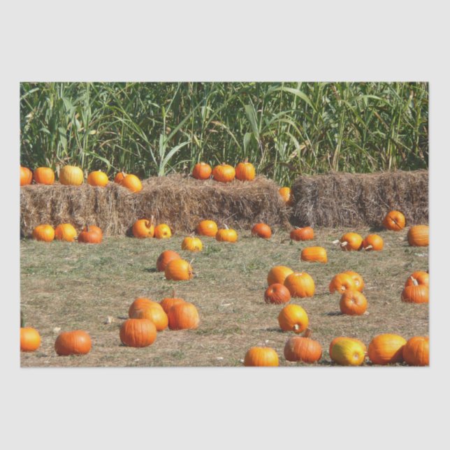 Papel De Seda Pumpkins, Milho e Fotografia de Colheita de outono (Frente )
