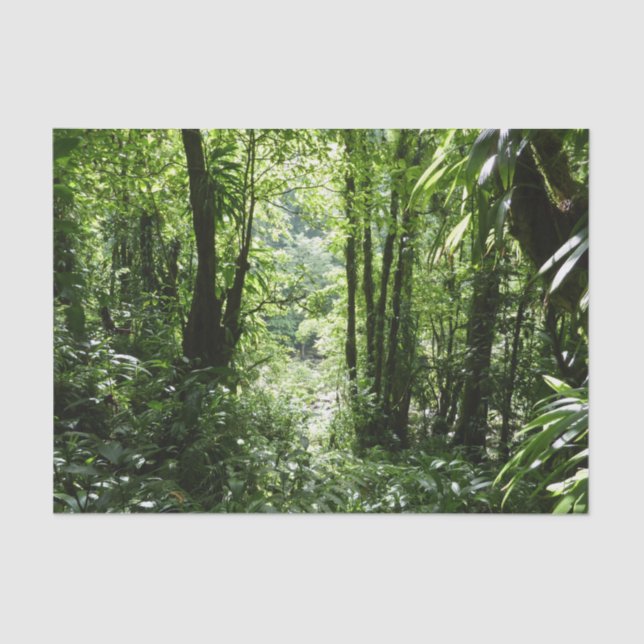 Papel De Seda Rain Forest II Tropical Verde (Frente )