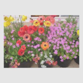 Papel De Seda Rannunculus Primavera Bulbs Birthday Pink Garden