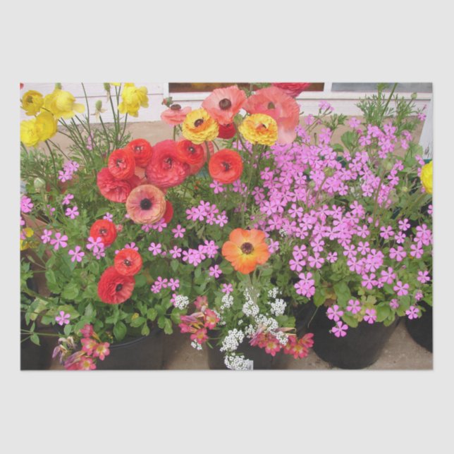 Papel De Seda Rannunculus Primavera Bulbs Birthday Pink Garden (Frente )