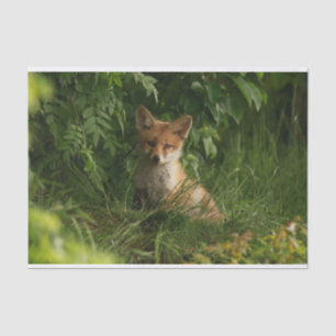 Papel De Seda Raposa-bebê-branca numa Floresta Verde