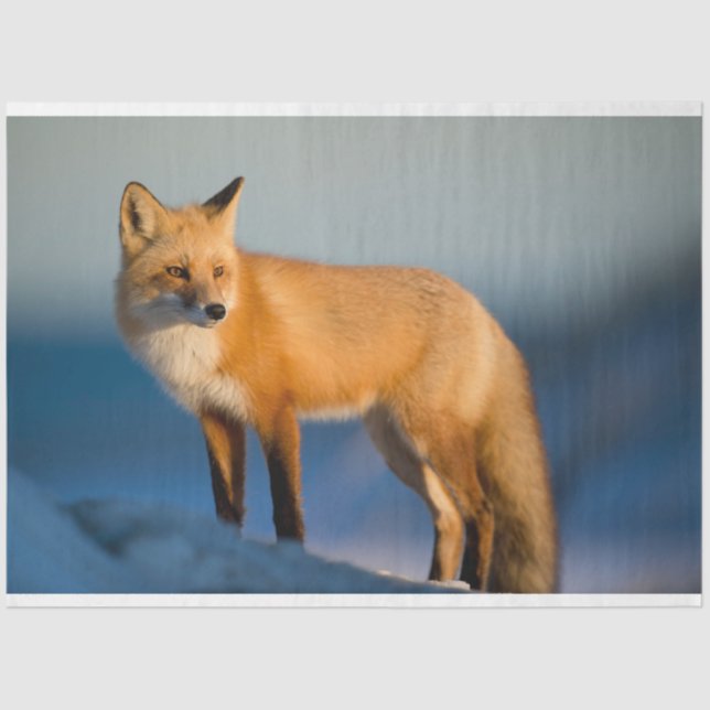 Papel De Seda Raposa Marrom (Frente )