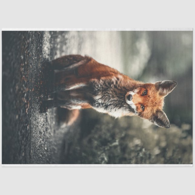 Papel De Seda Raposa pequena (Frente )