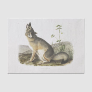 Papel De Seda Raposa Swift. Homem. (Vulpes velox) Separação da