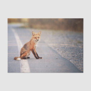 Papel De Seda Raposa Vermelha Sentada na beira da estrada