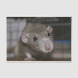 Papel De Seda Rato curioso