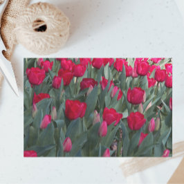 Papel De Seda Red Tulip Garden Floral