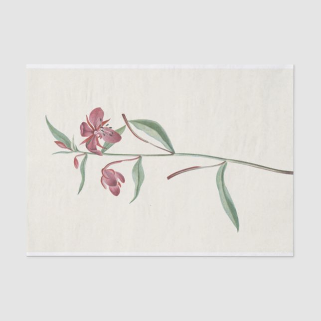 Papel De Seda Red Willowweed por Mary Vaux Walcott (Frente )