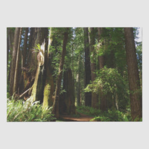 Papel De Seda Redwoods e Samambaias no Parque Nacional Redwood