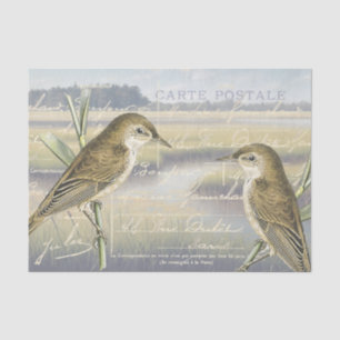 Papel De Seda Reed Warbler Bird Marsh - Desligamento de Script F