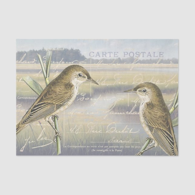 Papel De Seda Reed Warbler Bird Marsh - Desligamento de Script F (Frente )