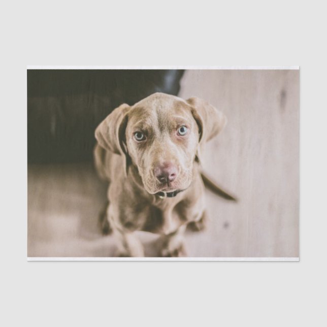 Papel De Seda Retrato de cão (Frente )