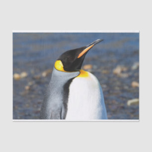 Papel De Seda Retrato de pinguim
