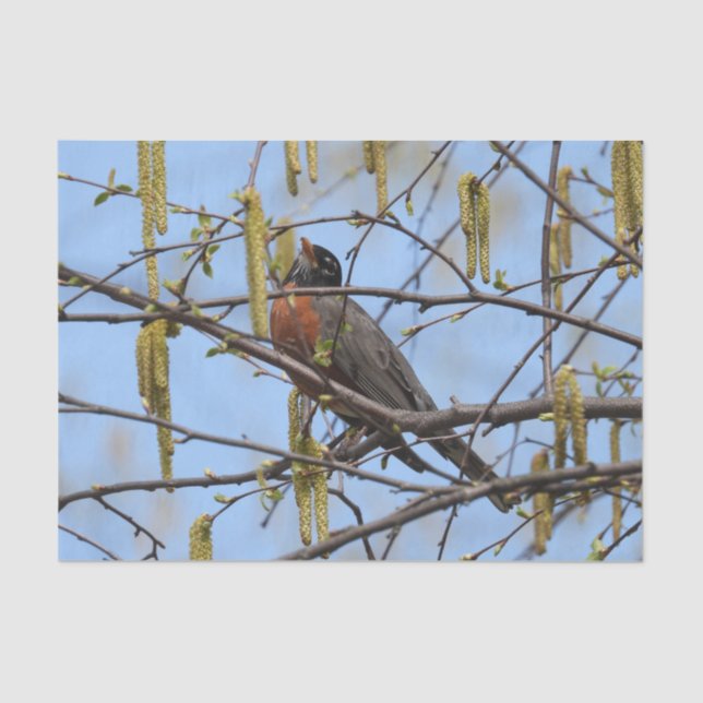 Papel De Seda Robin Primavera Blossoms Catkins americano (Frente )