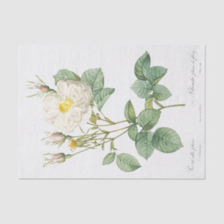 Papel De Seda Rosa alba foliacea