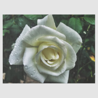Papel De Seda Rosa branca com fundo escuro