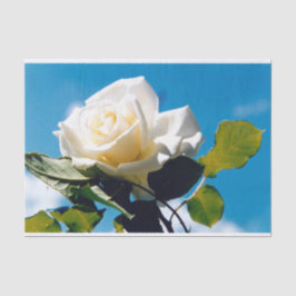 Papel De Seda Rosa branca sob o céu azul