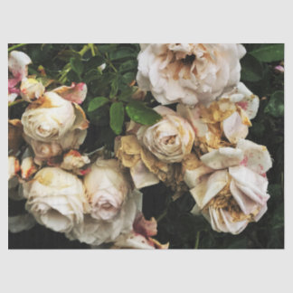 Papel De Seda Rosa branca solteiro