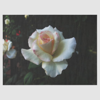 Papel De Seda Rosa branca solteiro