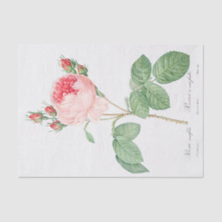 Papel De Seda Rosa centifolia
